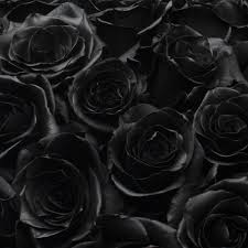  Black rosas