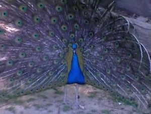  peacock