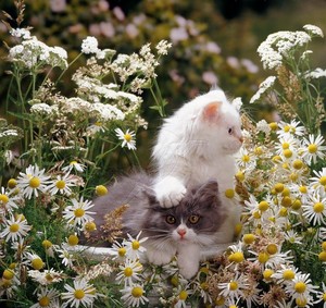  Amongst The Daisies 🌼