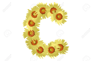  Beautïful Yellow SunFlower Alphabet Isolated Capïtal Letter C