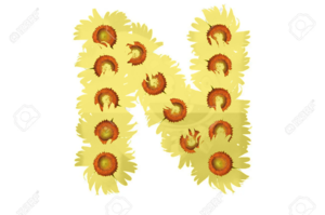 Beautïful Yellow SunFlower Alphabet Isolated Capïtal Letter N