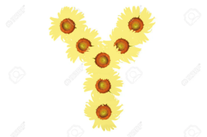 Beautïful Yellow SunFlower Alphabet Isolated Capïtal Letter Y
