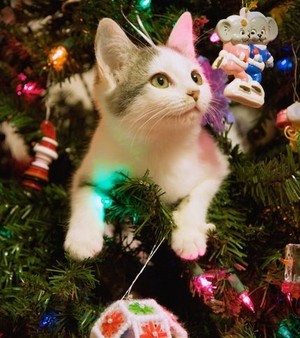  क्रिस्मस Cat 🐱🎄
