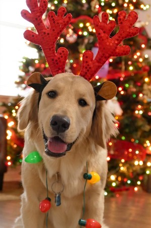 Christmas Dog 🐶🎄