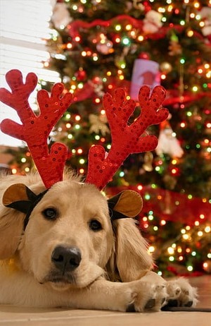  Рождество Dog 🐶🎄
