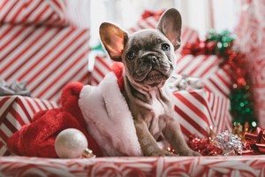  Christmas Dog 🐶🎄
