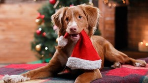  क्रिस्मस Dog 🐶🎄