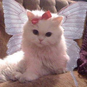  Fairy Kitty For Sunny 💛