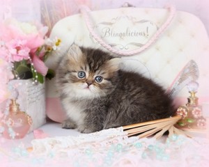 Pretty Kitty For Mackenzie 🌸