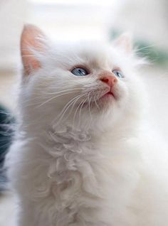  Pretty Kitty For Mackenzie 🌸