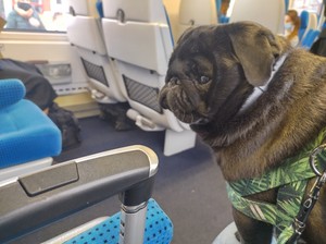  Pug on the train