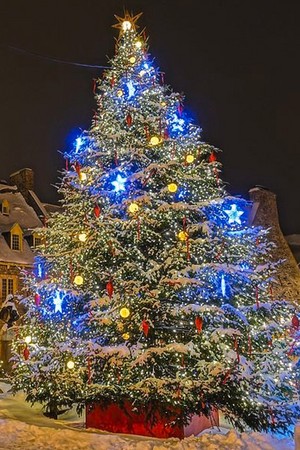  The Magic of Christmas Trees 🎄