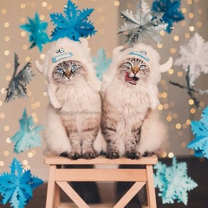 Winter greetings from my cat Những người bạn to bạn Bat❄️❄️❄️