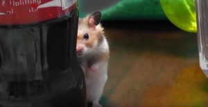 angry hamster XD