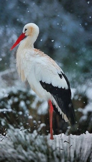  beautiful storch 🐦