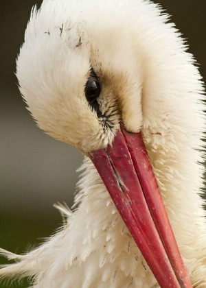  beautiful storch 🐦