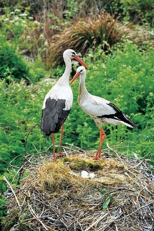  beautiful storks 🐦