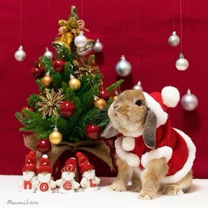  Weihnachten cuties for my Weihnachten Angel – Jäger der Finsternis Caroline🎅🎄💚⛄❄️💕🎁
