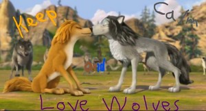  A&O amor lobos poster