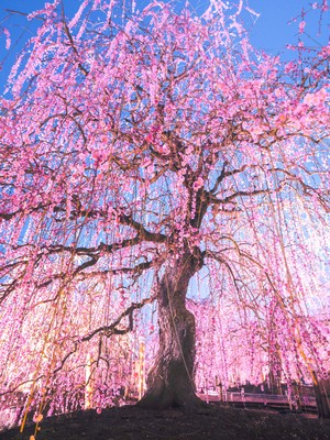  チェリー Blossom in 日本