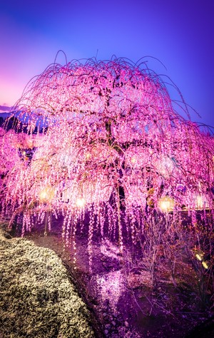  چیری, آلو بالو Blossom in Japan