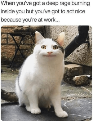  Funny cat memes