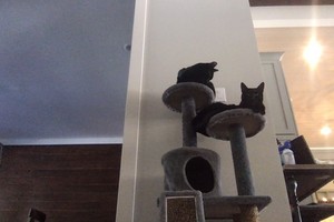  My Cats; Charlie and Sammy <3