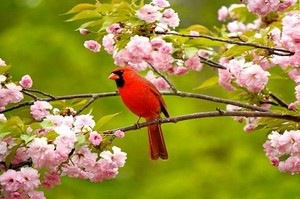 Spring birds
