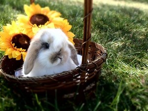 bunny cuties 🥚🌸🐇🥕