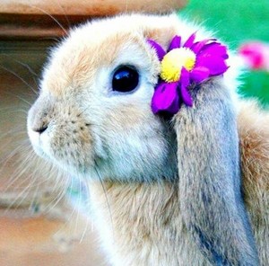  bunny cuties 🥚🌸🐇🥕