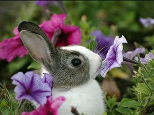  bunny cuties 🥚🌸🐇🥕