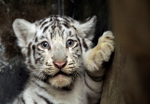  cute white tiger cubs