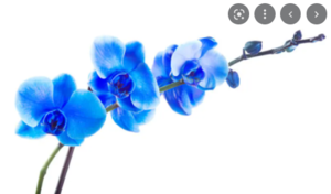  Are Blue Orchids Real