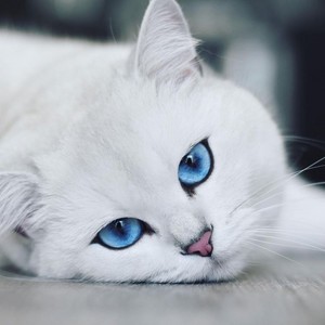  Beautiful gatos 💕