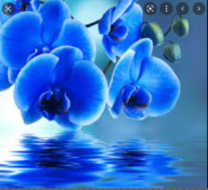  Blue Orchid দেওয়ালপত্র শীর্ষ Free Blue Orchid Backgrounds