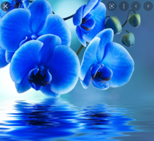  Blue Orchid achtergronden top, boven Free Blue Orchid Backgrounds