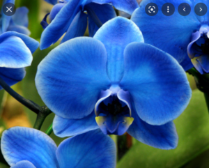  Blue Orchid por Peggy Urban