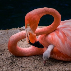  flamenco, flamingo mummy and baby🦩