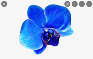 Flower Png Tumblr Flowers Blue Orchid Flower Png Transparent PNG