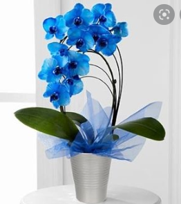  Fresh Tinted Blue orchid plant in Ozone Park, NY