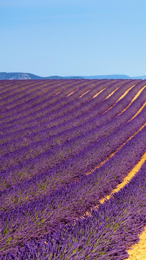  Lavender field