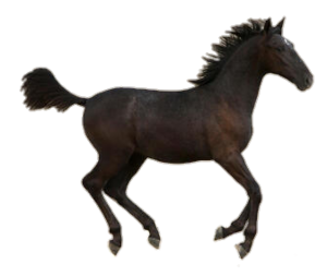  Lipizzaner anak kuda, foal