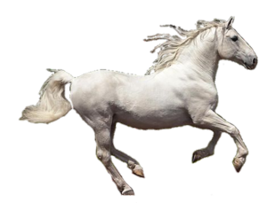 Lipizzaner Horse