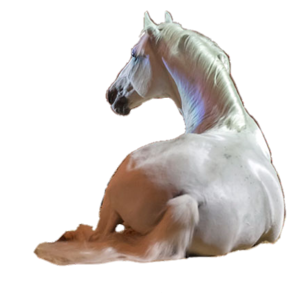  Lipizzaner Horse
