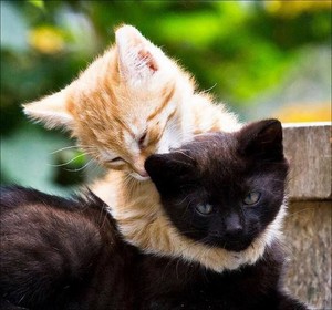  My kitten cuties and me give u a big hug!🌸
