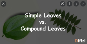  Simple Leaves vs. Compound Leaves