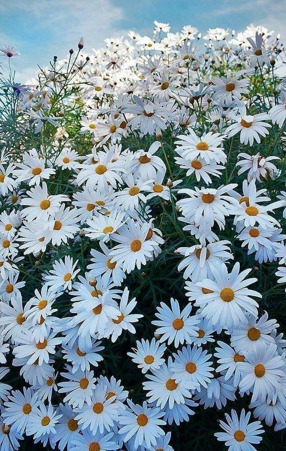 The beauty of daisies 🌼