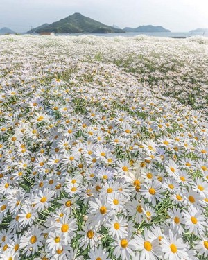  The beauty of daisies 🌼