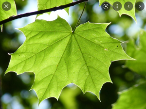  What is the Difference Between Simple Leaf and Compound Leaf