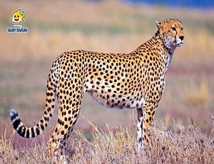  cheetah